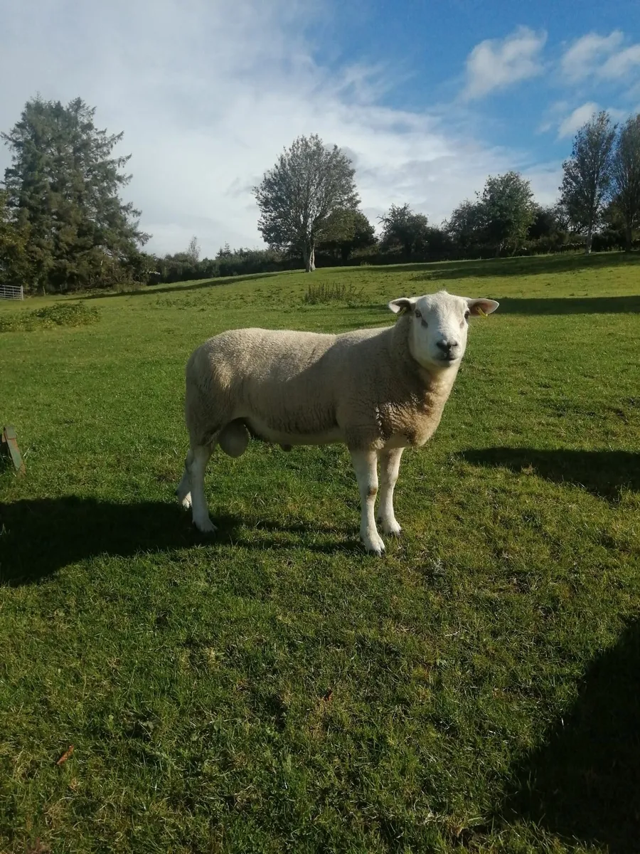 Texel hogget Ram - Image 4