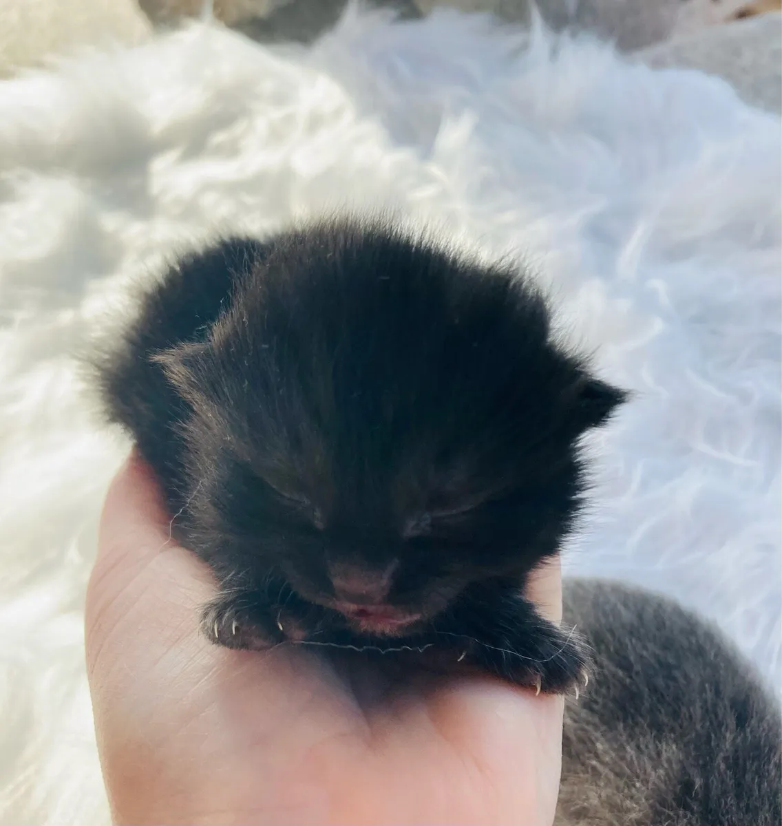 British Longhair kittens - Image 3