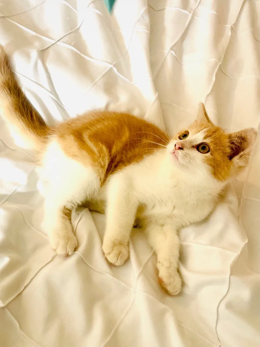 Persian x kittens - Image 1
