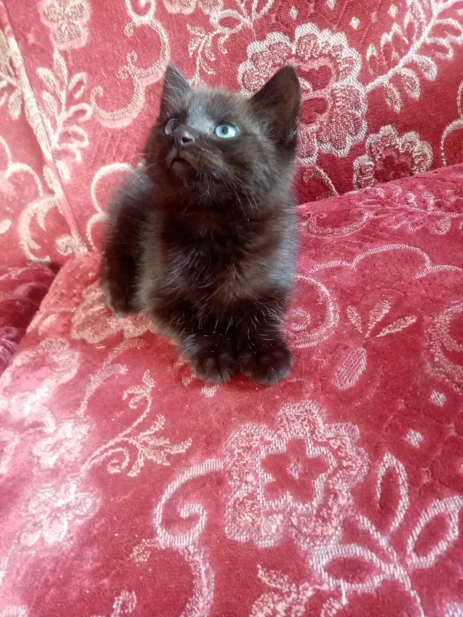Ragdoll xTabby kitten - Image 3