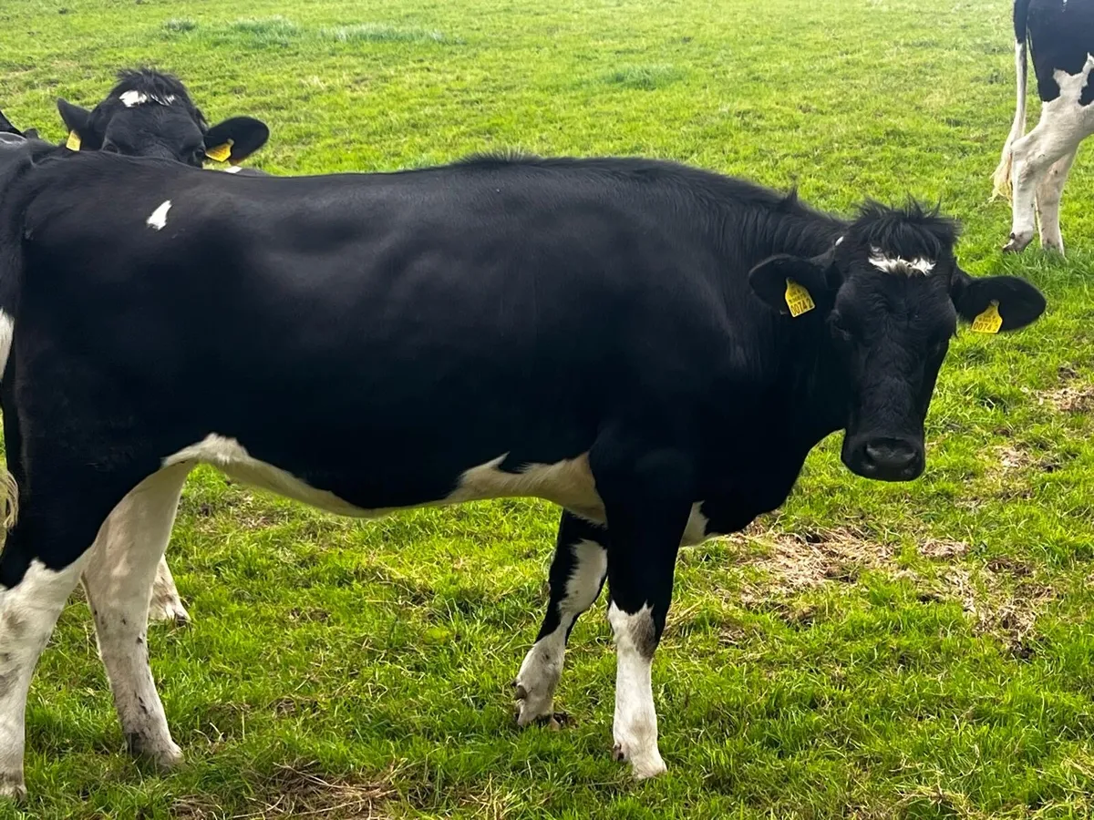 Holstein Friesian heifers - Image 1