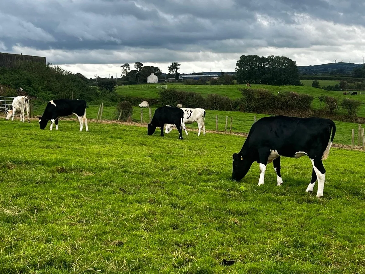 Holstein Friesian heifers - Image 2