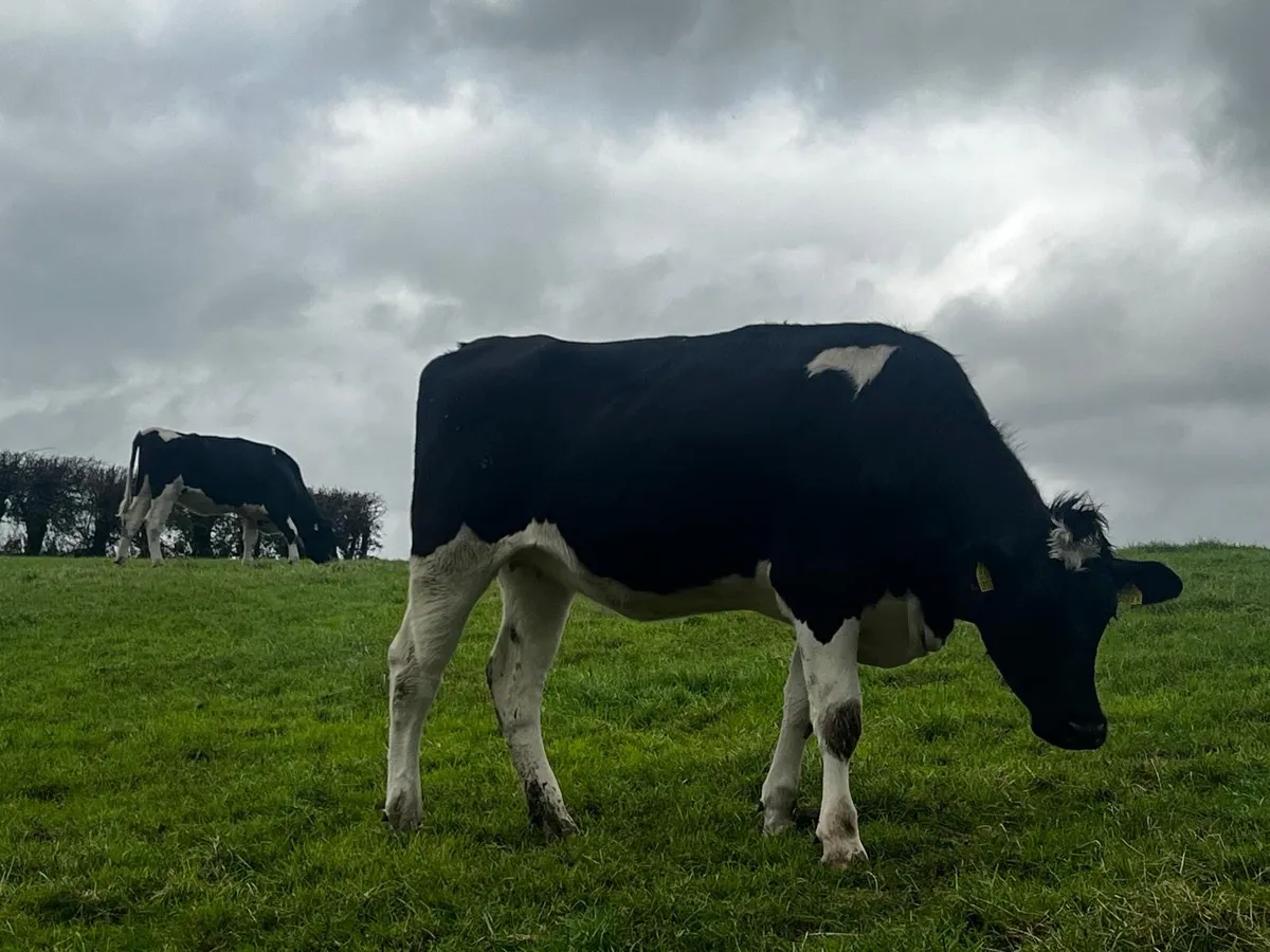 Holstein Friesian heifers - Image 3
