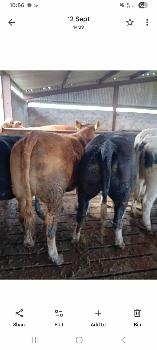 For Sale in Tuam Mart on Monday  15th Sep - Image 1