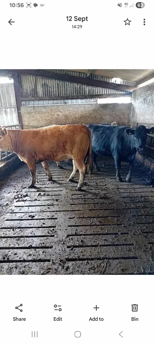 For Sale in Tuam Mart on Monday  15th Sep - Image 3