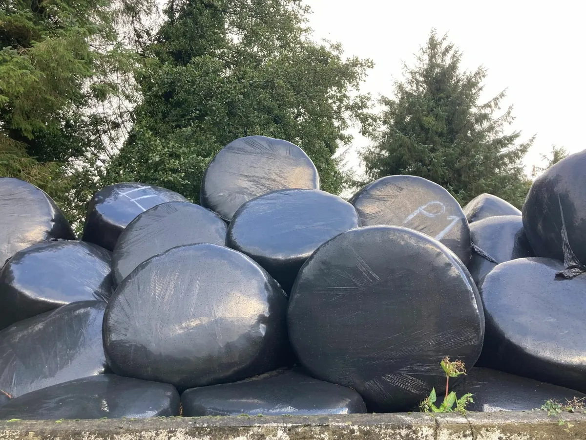 Round Bales - Silage