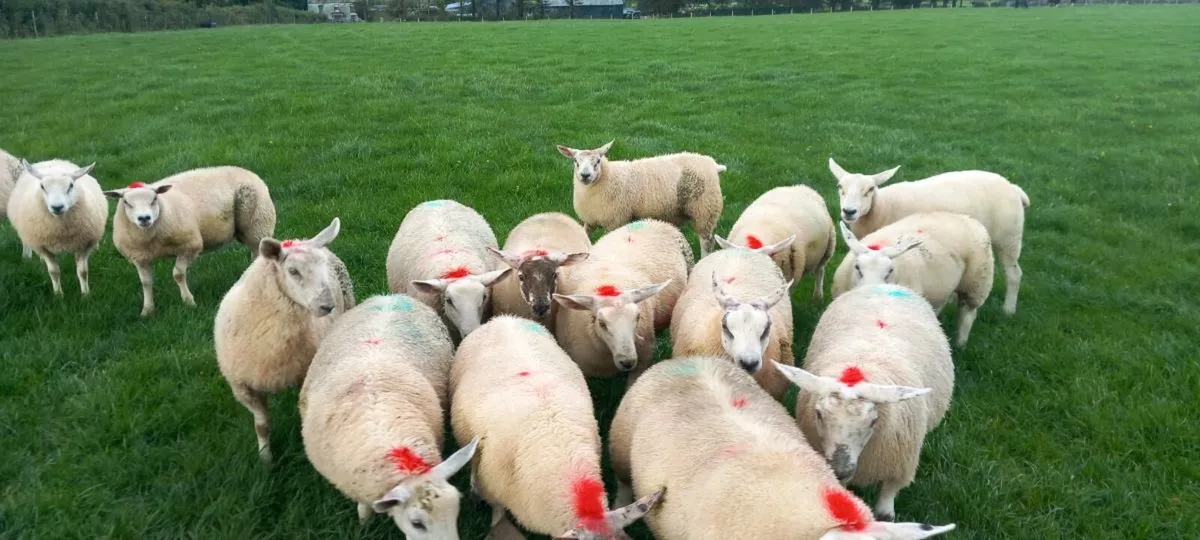 Ewe lambs - Image 1