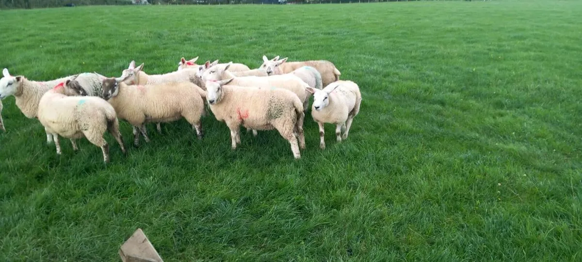 Ewe lambs - Image 2