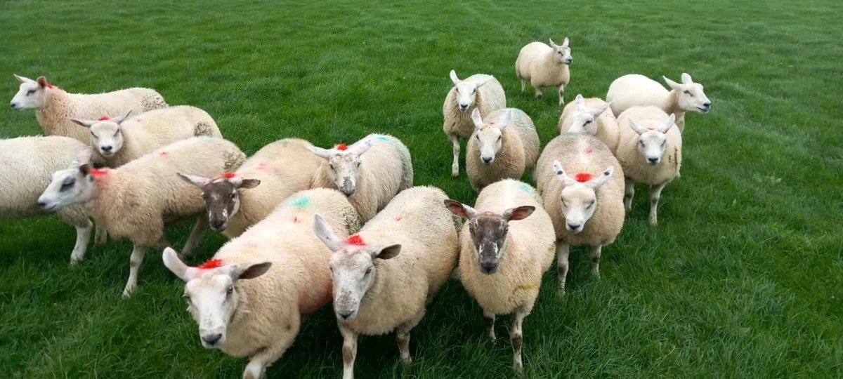 Ewe lambs - Image 3