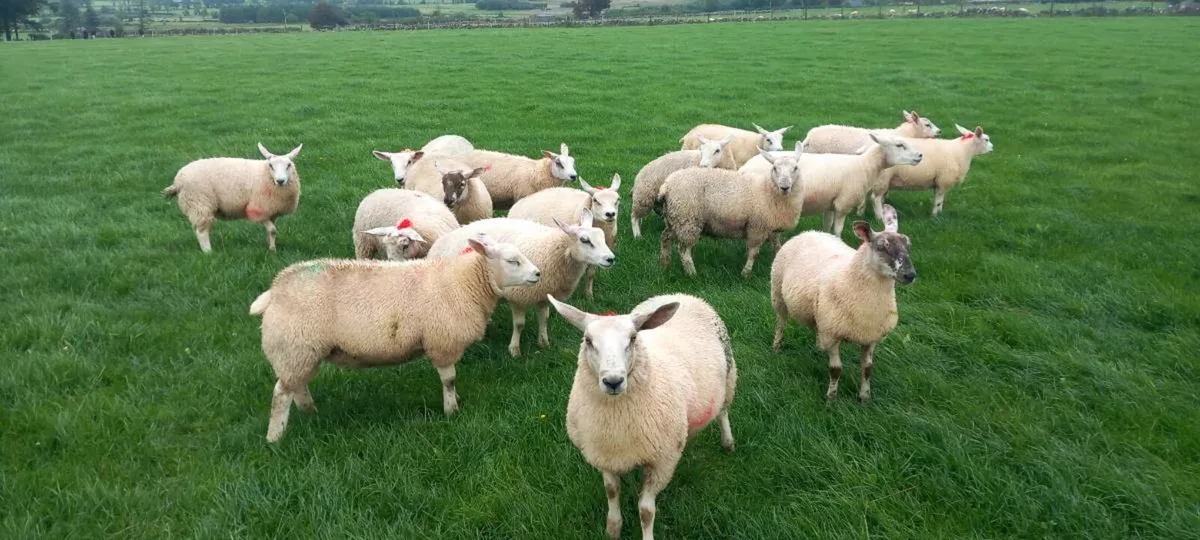 Ewe lambs - Image 4