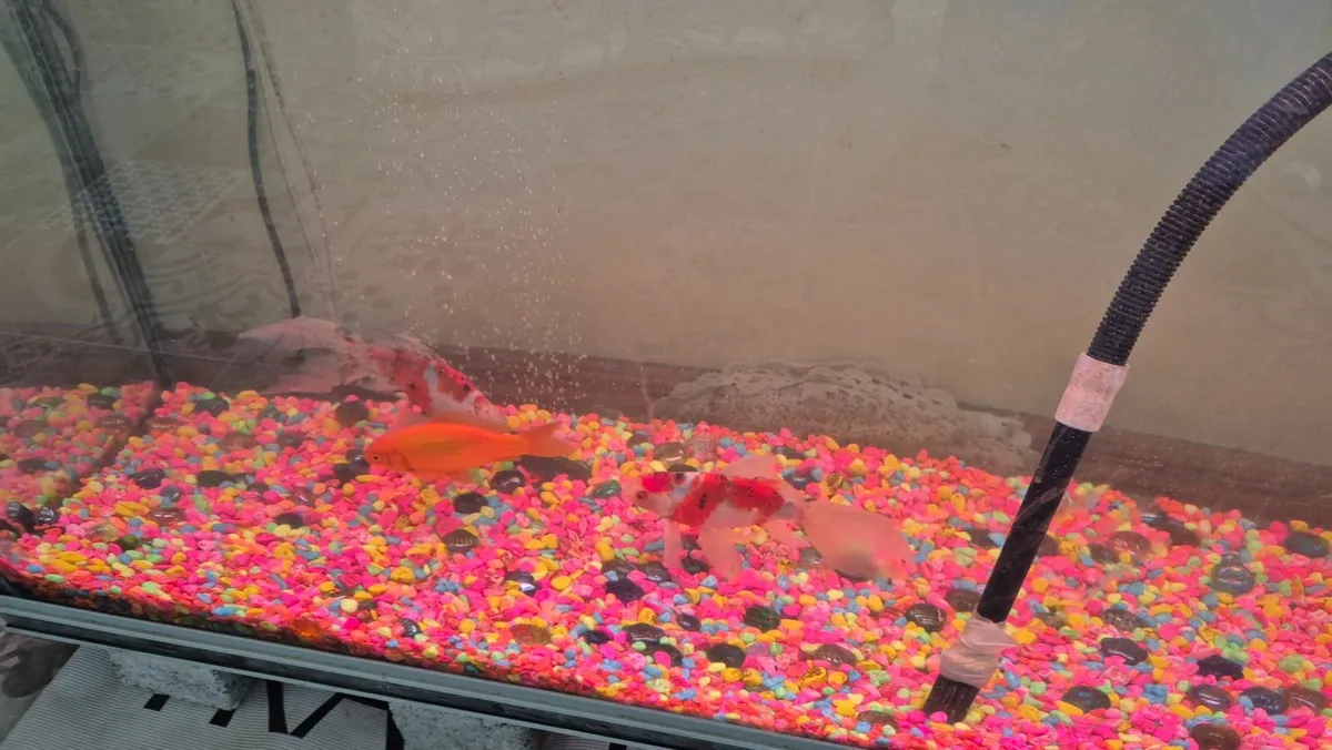aquarium  300 L - Image 4
