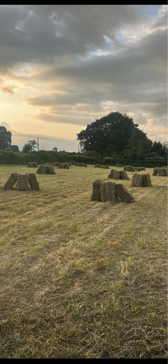Hay and Straw Square Bales - Image 3