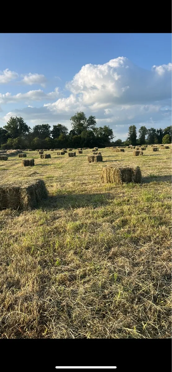 Hay and Straw Square Bales - Image 4