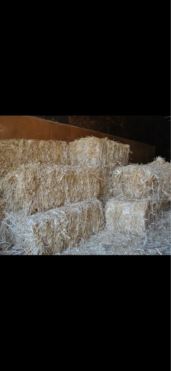 Hay and Straw Square Bales - Image 2
