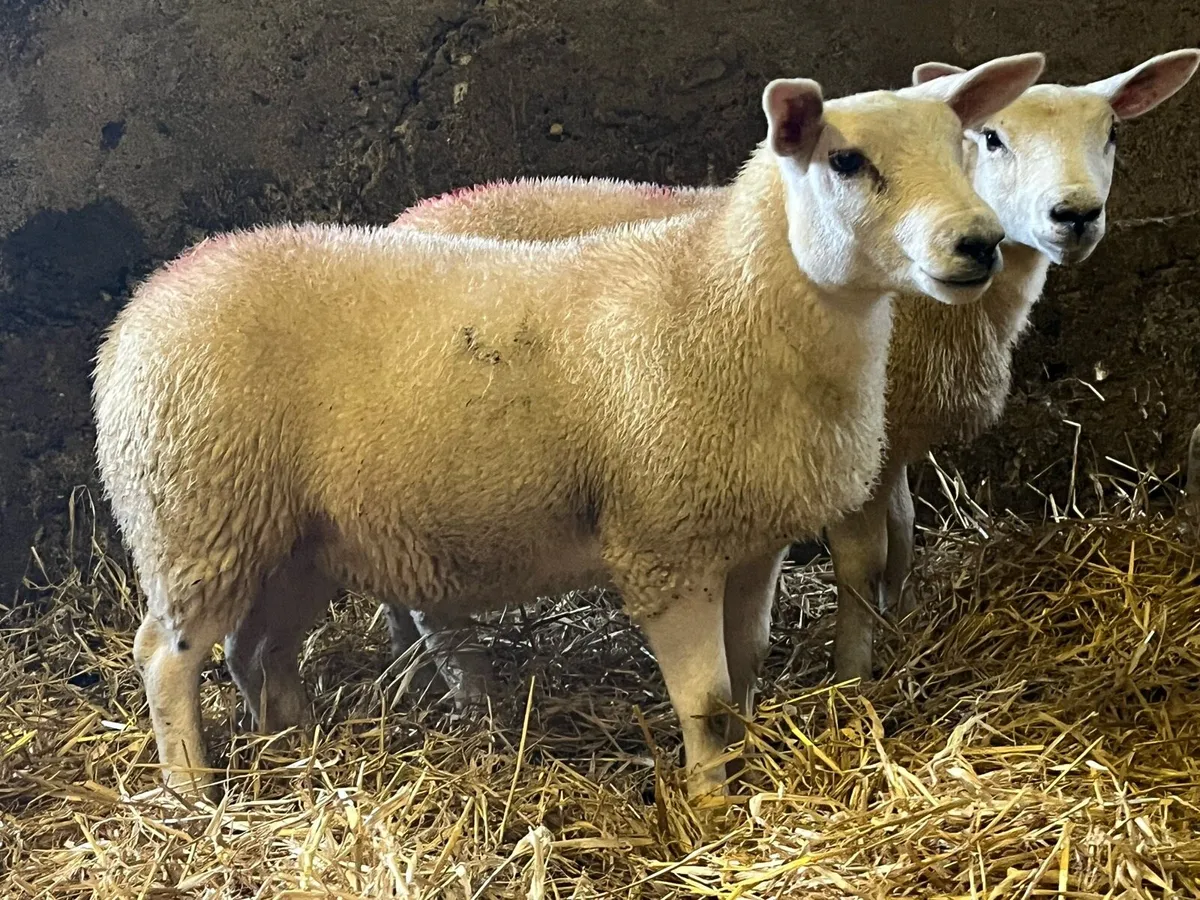 5 lovely texel x ewe lambs for sale - Image 1