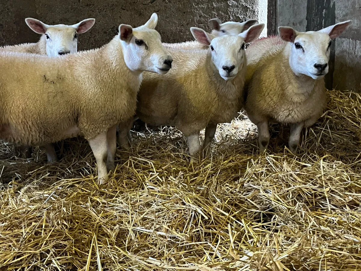 5 lovely texel x ewe lambs for sale - Image 2