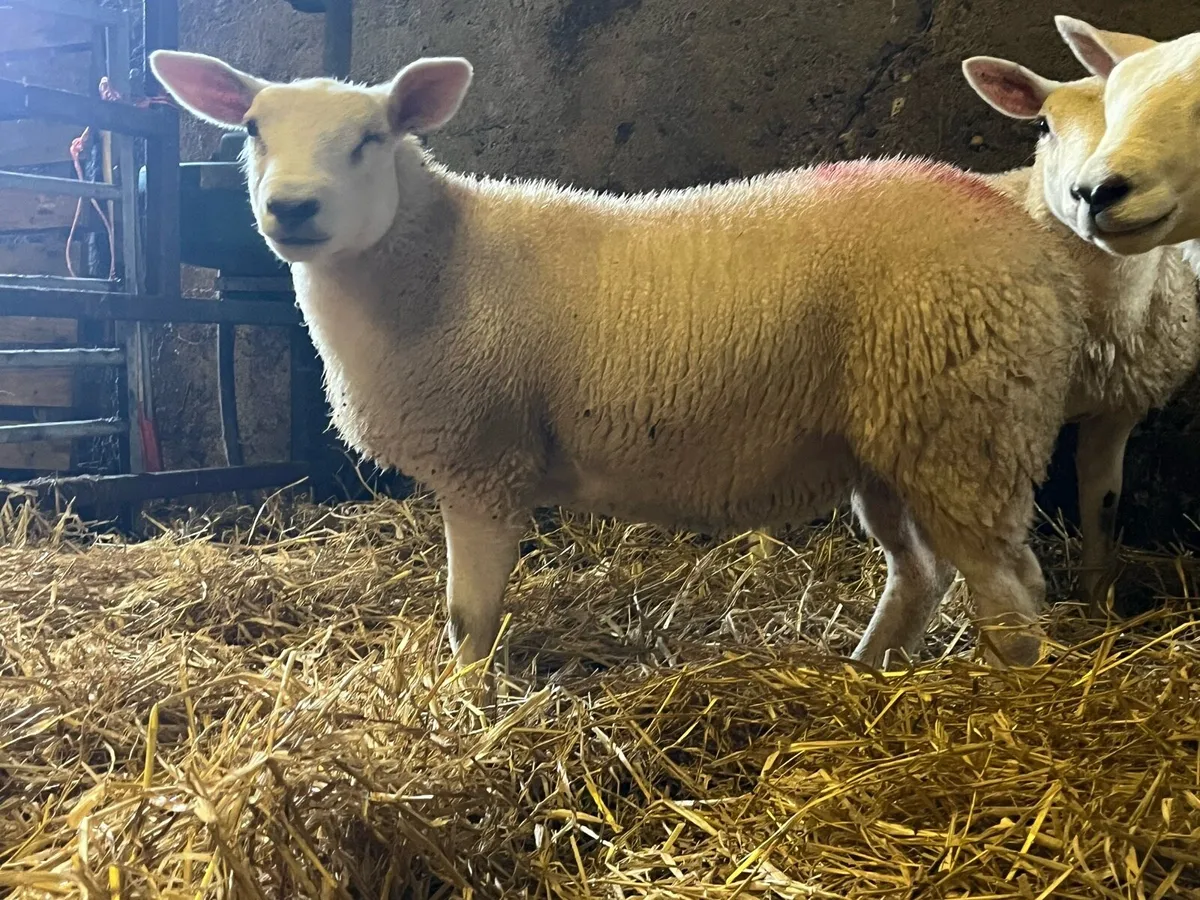 5 lovely texel x ewe lambs for sale - Image 3