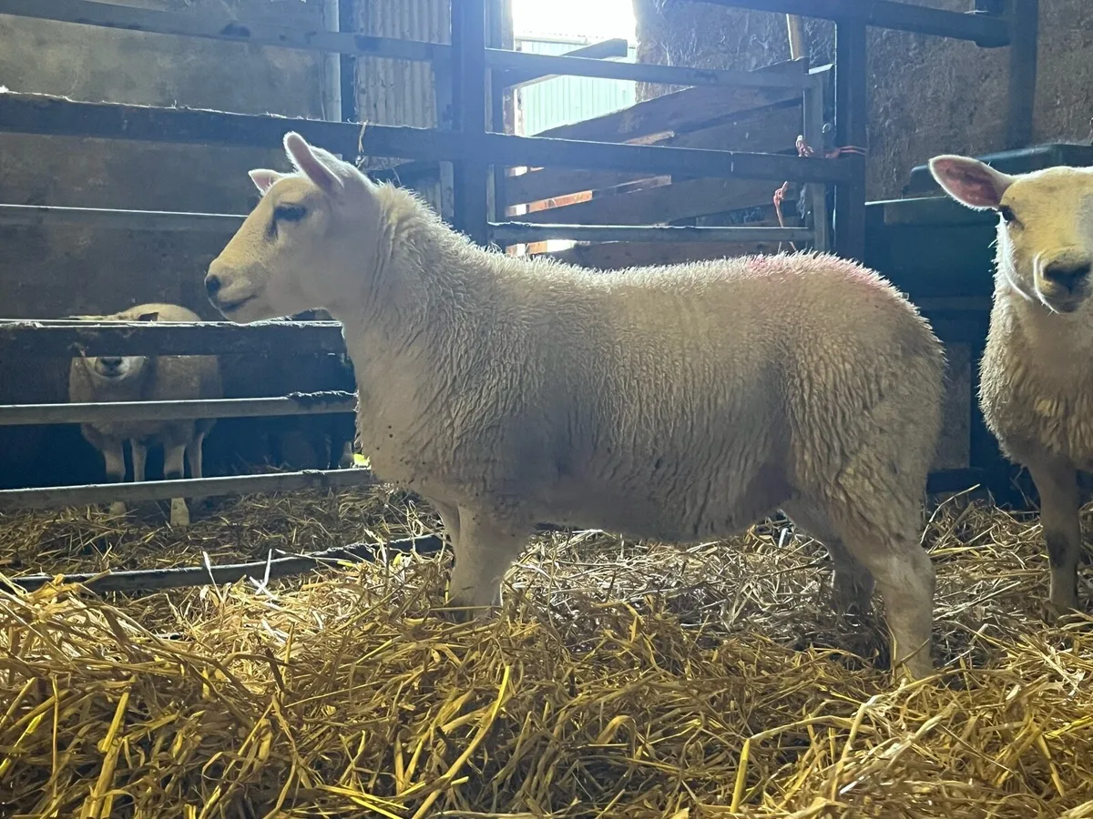 5 lovely texel x ewe lambs for sale - Image 4