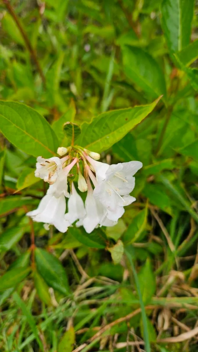 Garden Plants, Flowering Shrubs - Image 1