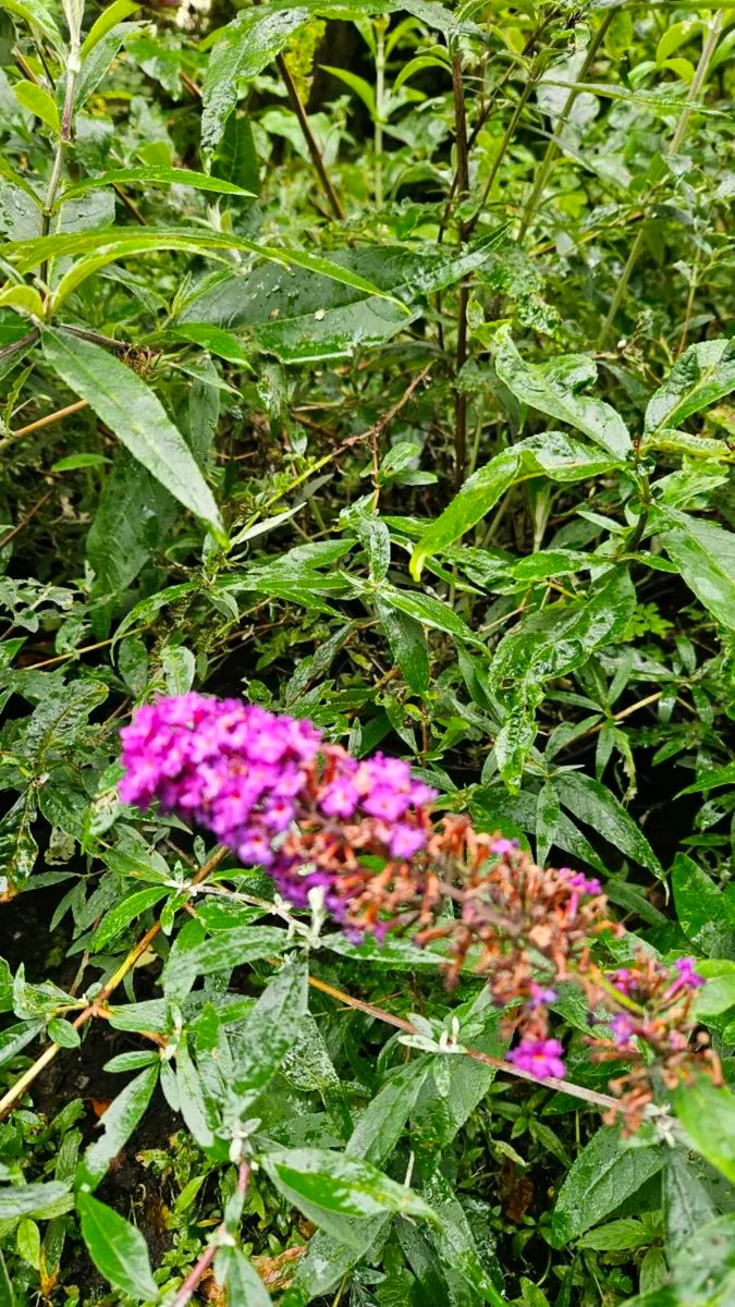 Garden Plants, Flowering Shrubs - Image 2