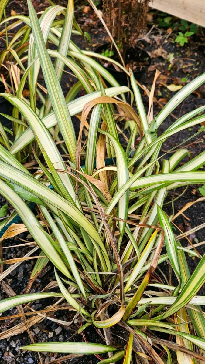 Garden Plants, Flowering Shrubs - Image 3