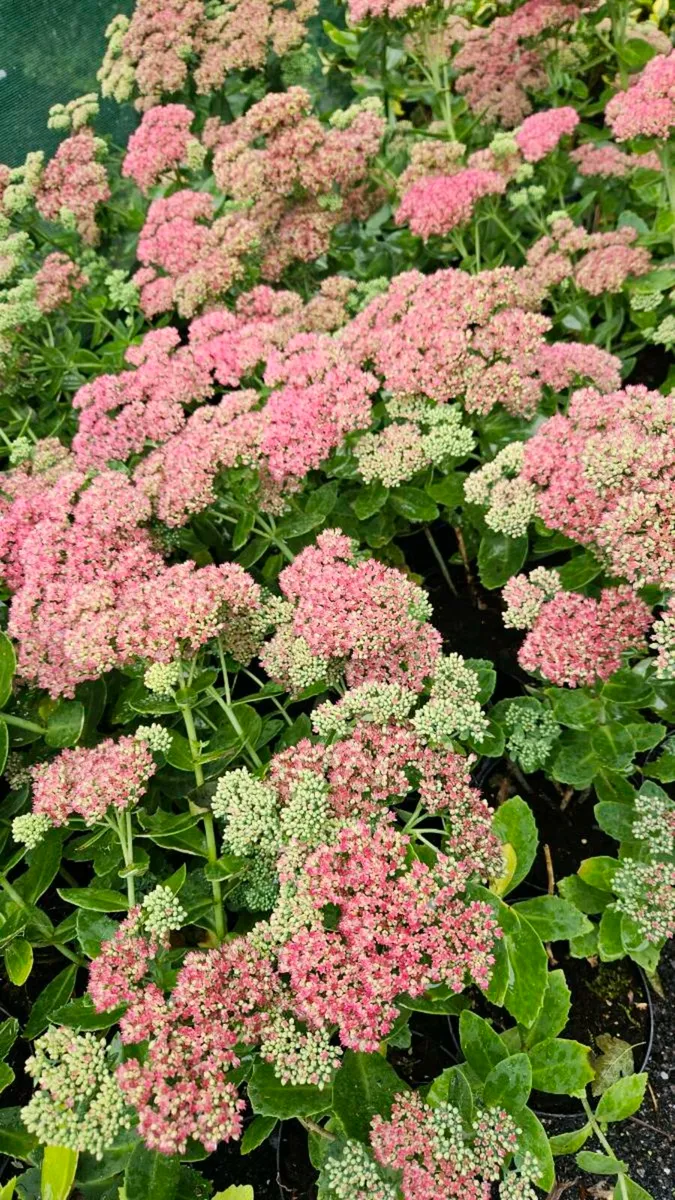 Garden Plants, Flowering Shrubs - Image 4