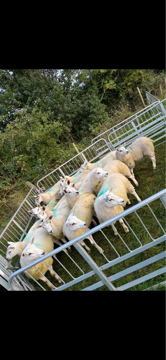Mule texel ewe lambs - Image 1