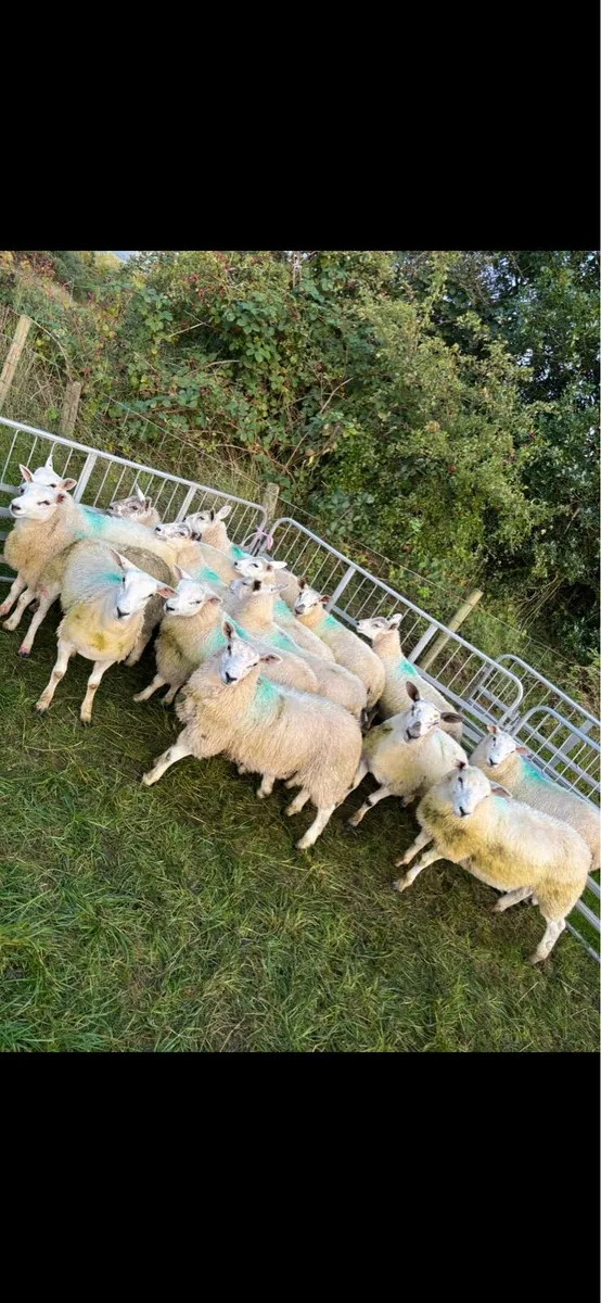 Mule texel ewe lambs - Image 2
