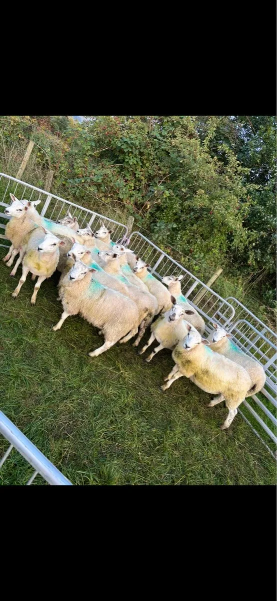 Mule texel ewe lambs - Image 3