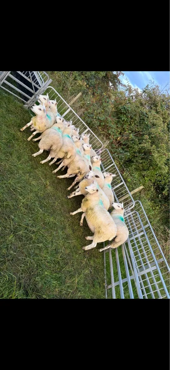 Mule texel ewe lambs - Image 4