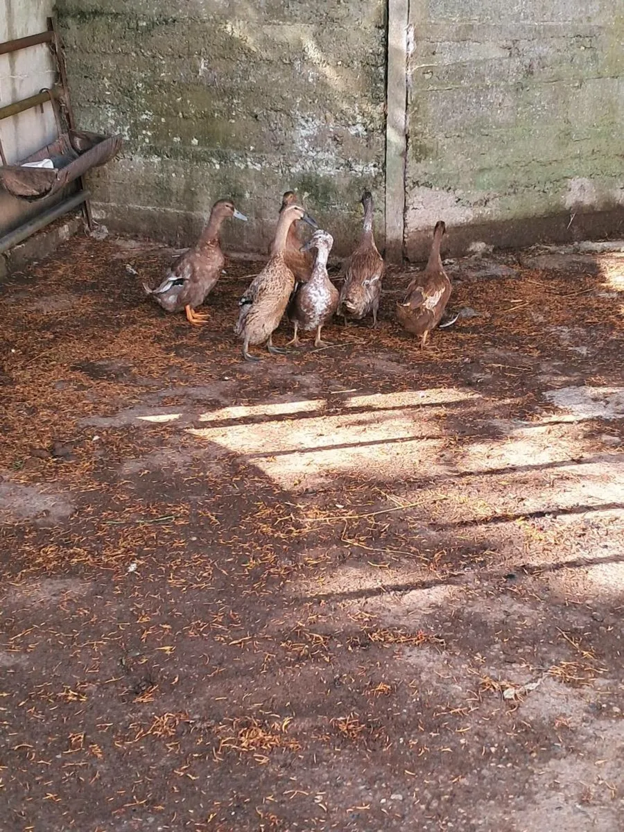 Ducks - Image 2