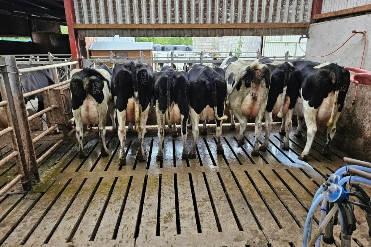 14 Dairy cows(Kilmallock Mart Monday 15/09/25)