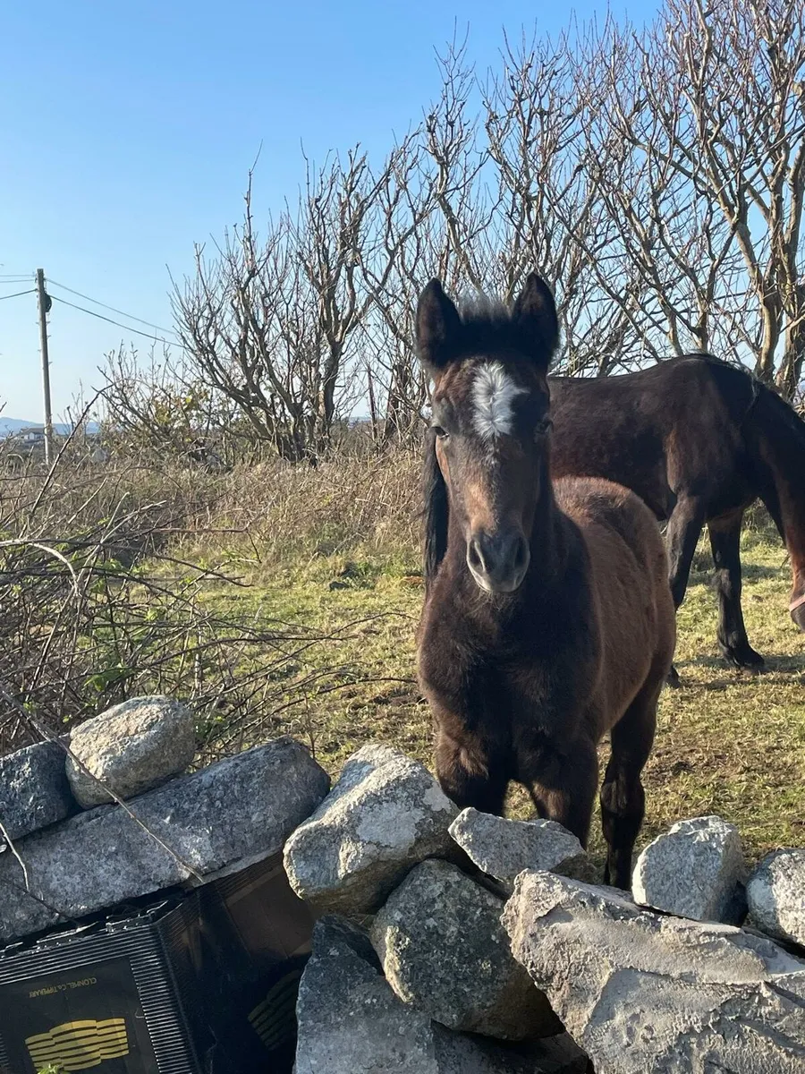 Connemara Colt Foal - Image 2