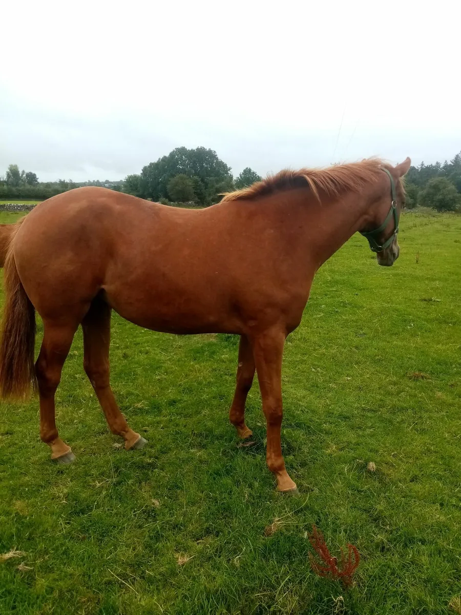 Thoroughbred NH Filly - Image 3