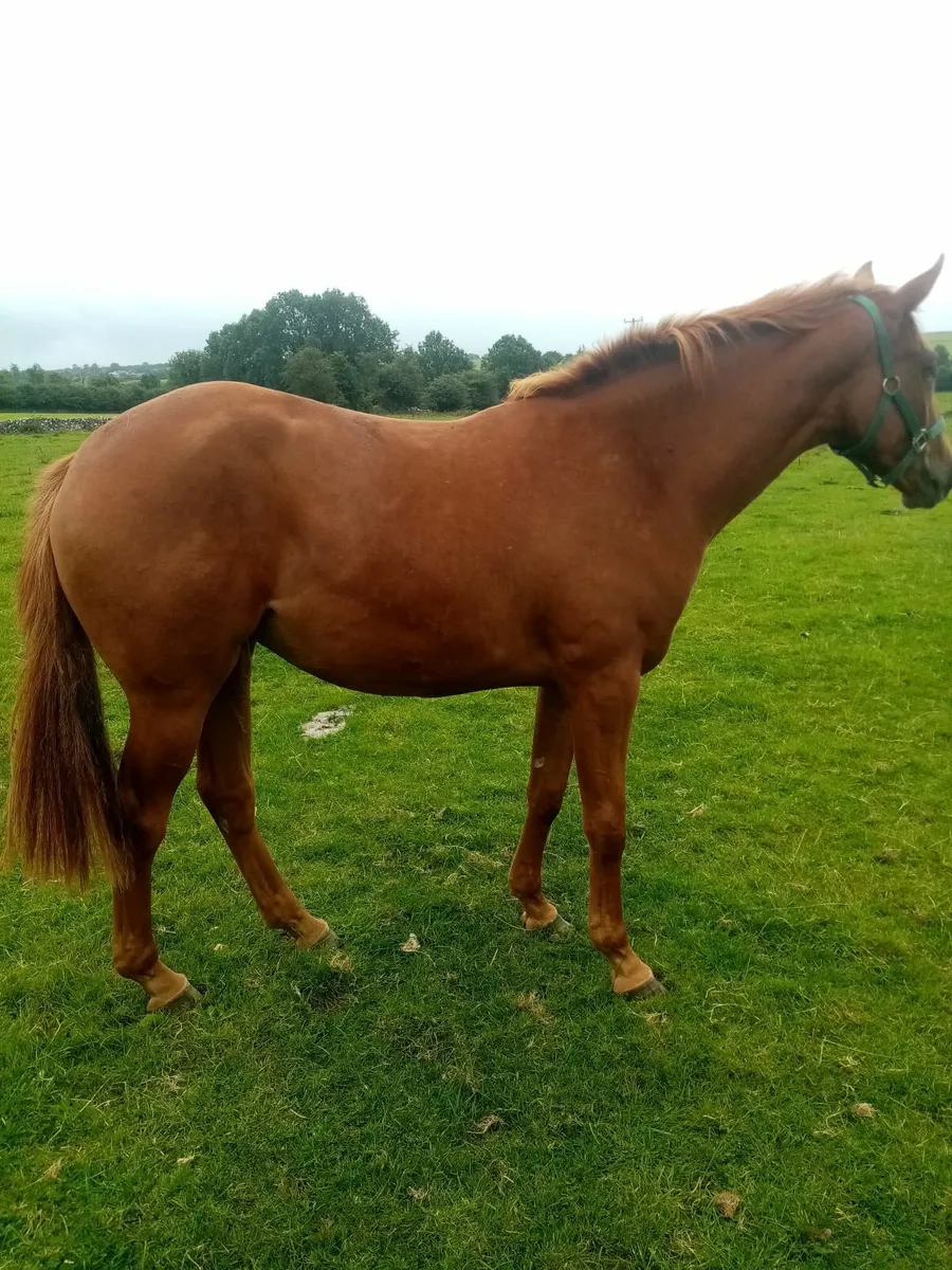 Thoroughbred NH Filly - Image 1