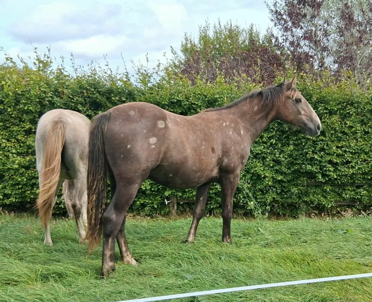 Draught Yearling Gelding - Image 1