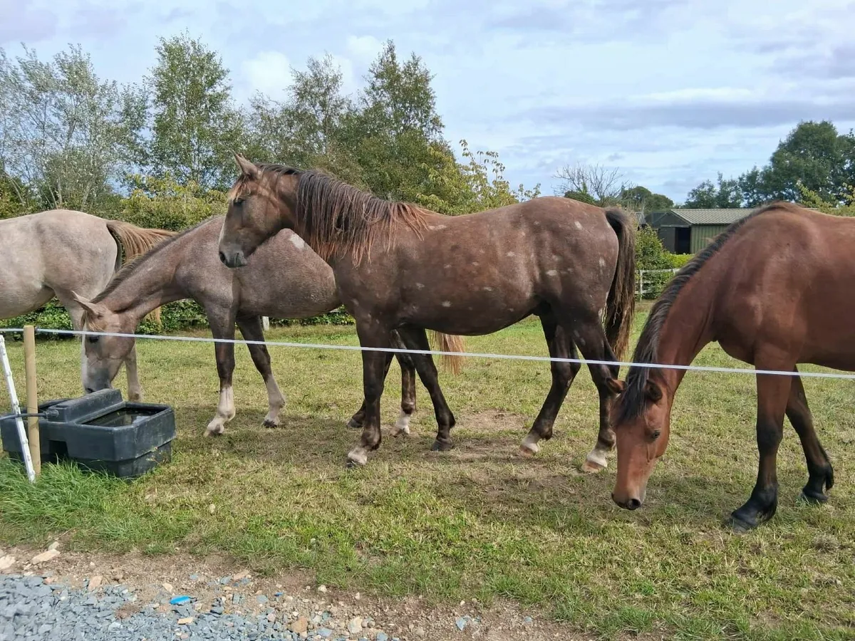 Draught  Gelding - Image 4