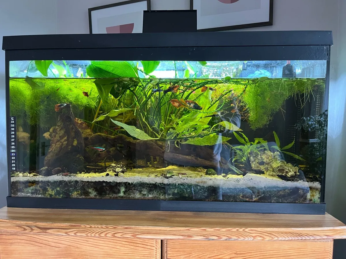 Fully stocked fish tank 109L - Image 1