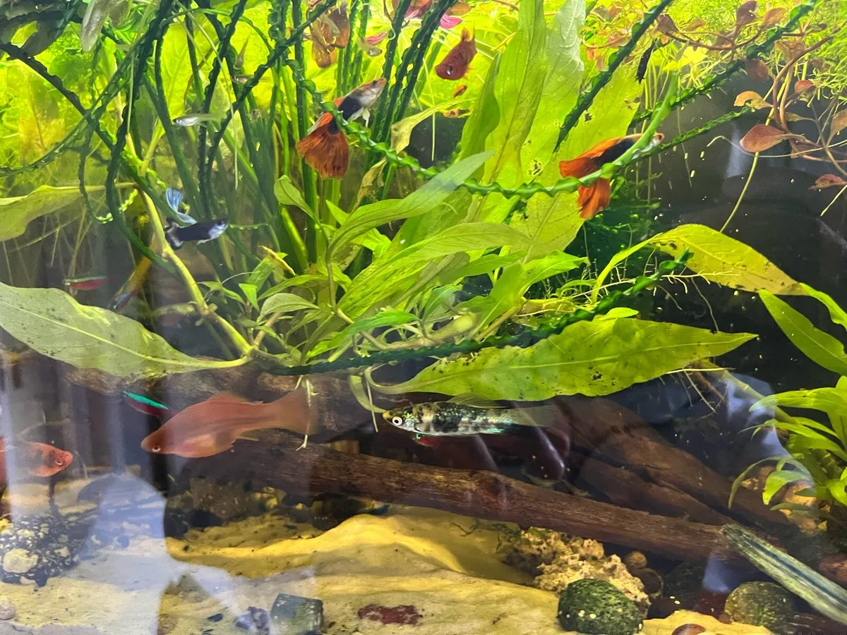 Fully stocked fish tank 109L - Image 2