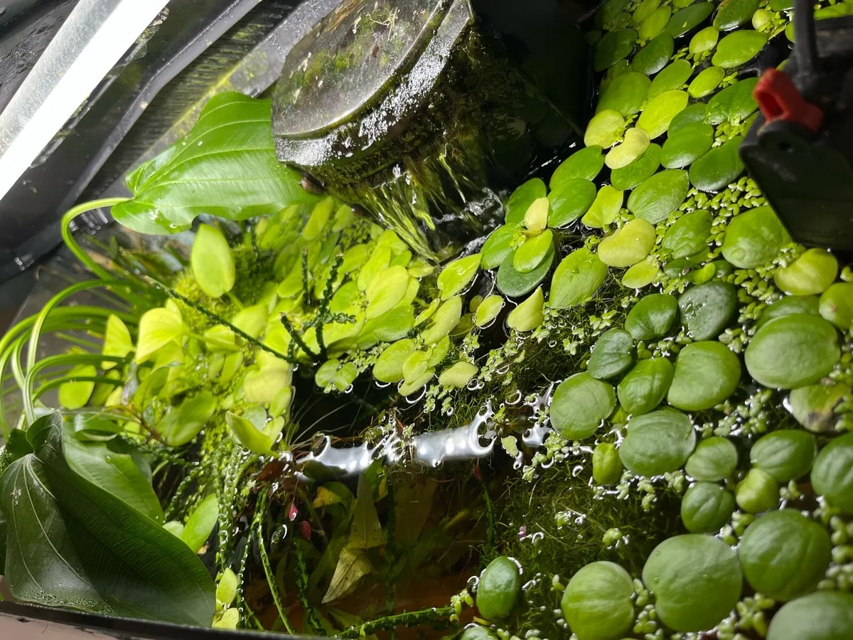 Fully stocked fish tank 109L - Image 3