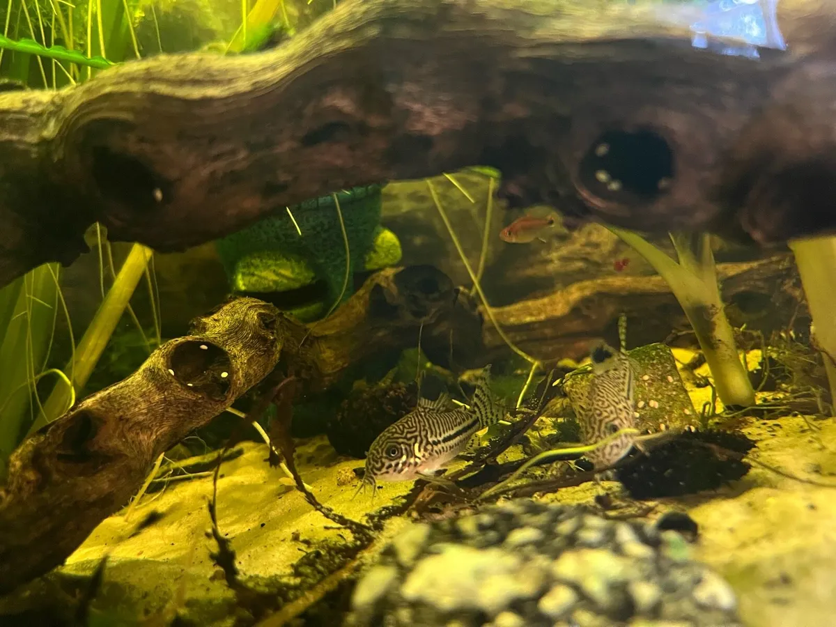 Fully stocked fish tank 109L - Image 4