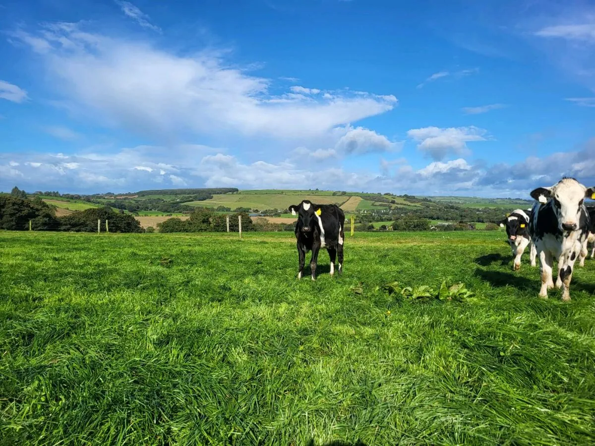 Friesan cross heifer - Image 1