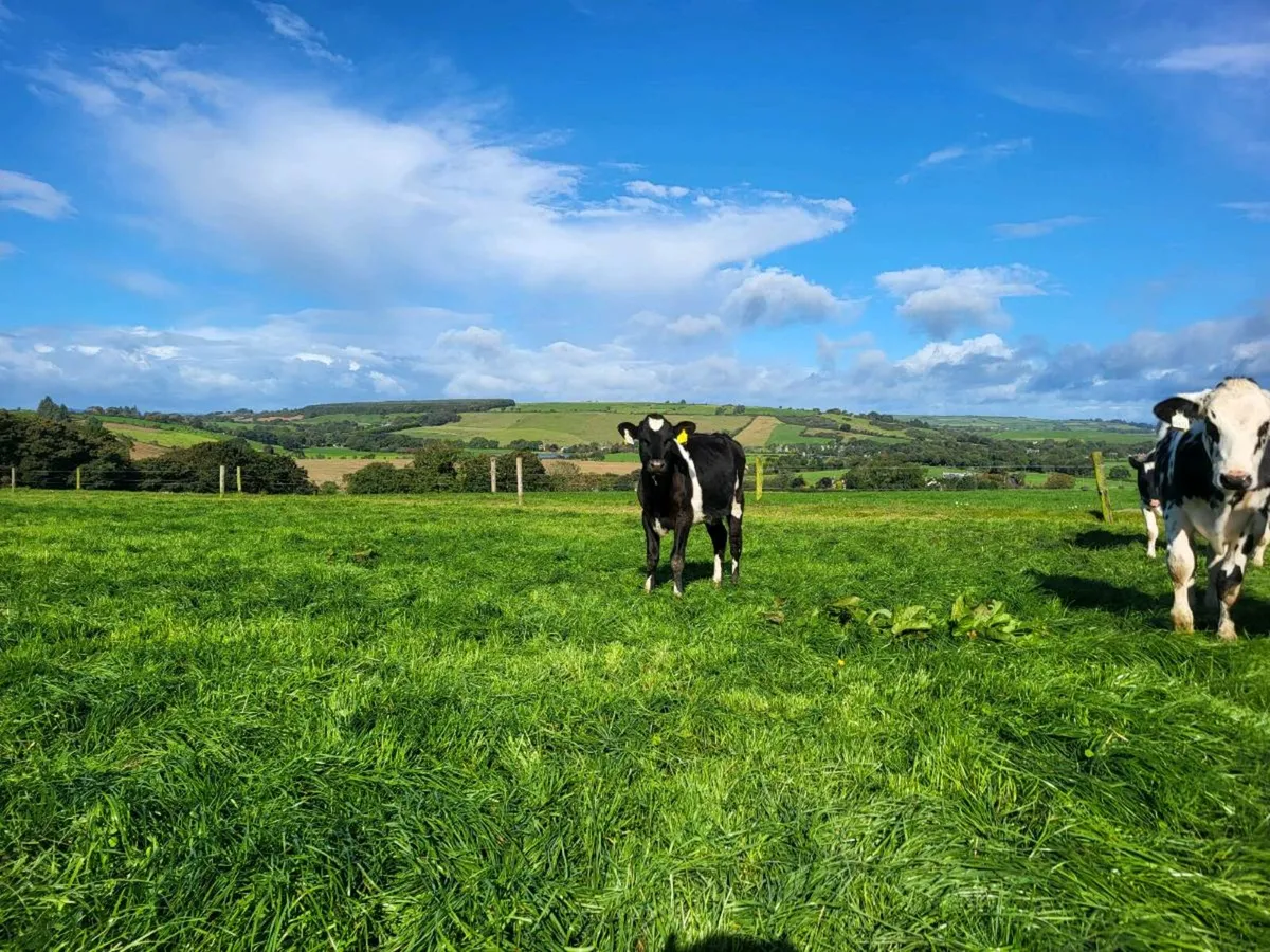 Friesan cross heifer - Image 2