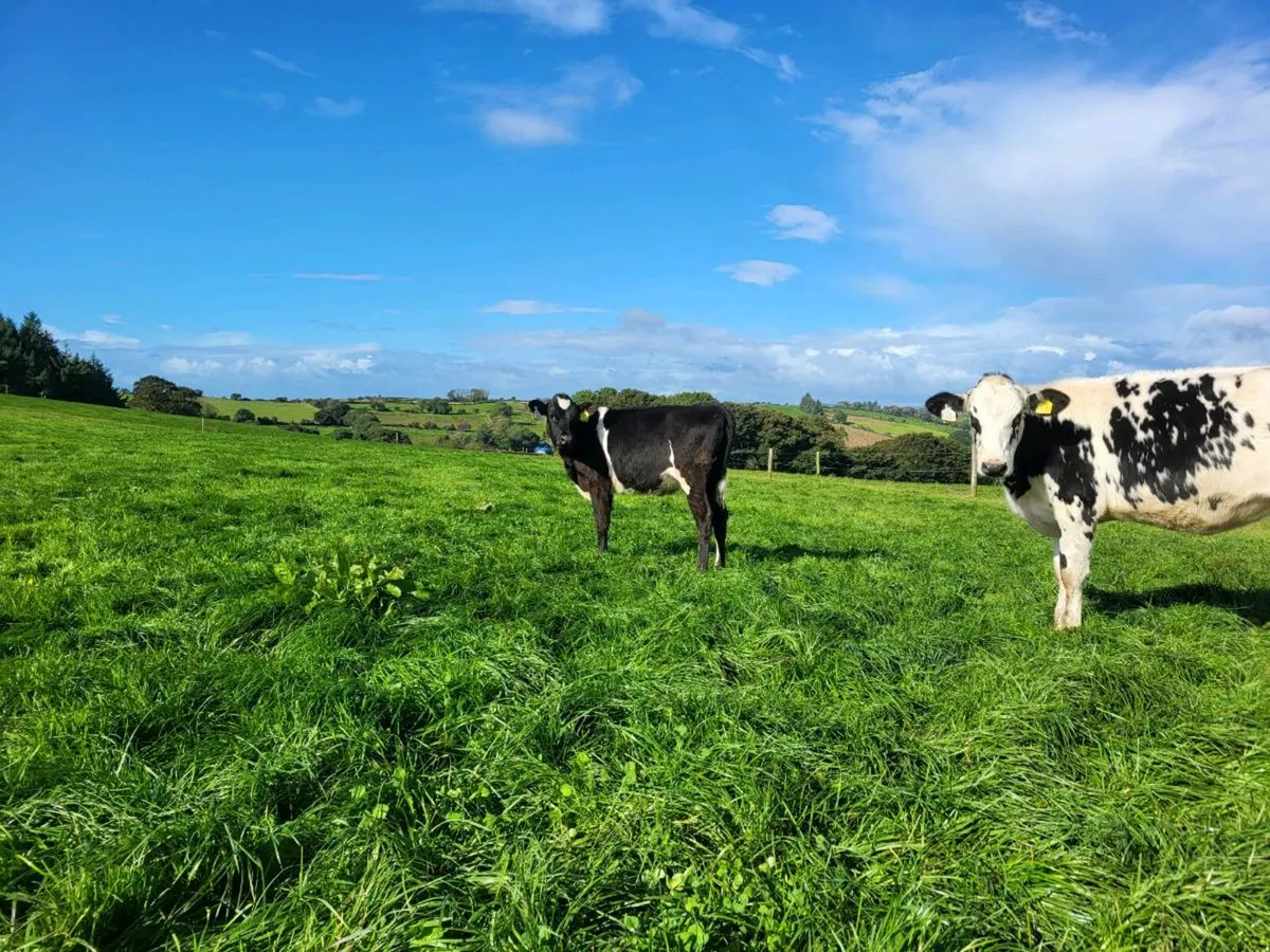 Friesan cross heifer - Image 3