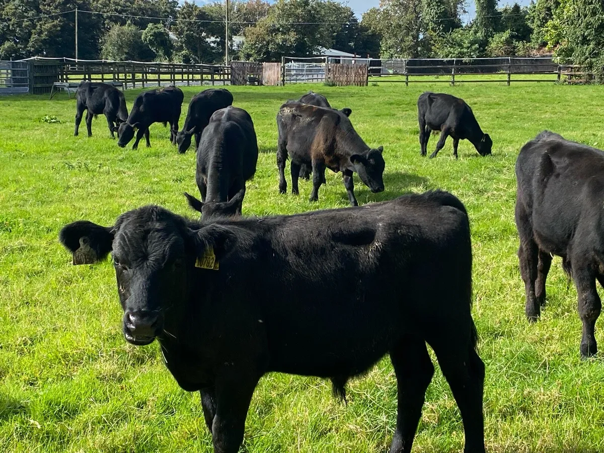 17 AA /Whitehead Bullocks  @ Lissava - Image 1