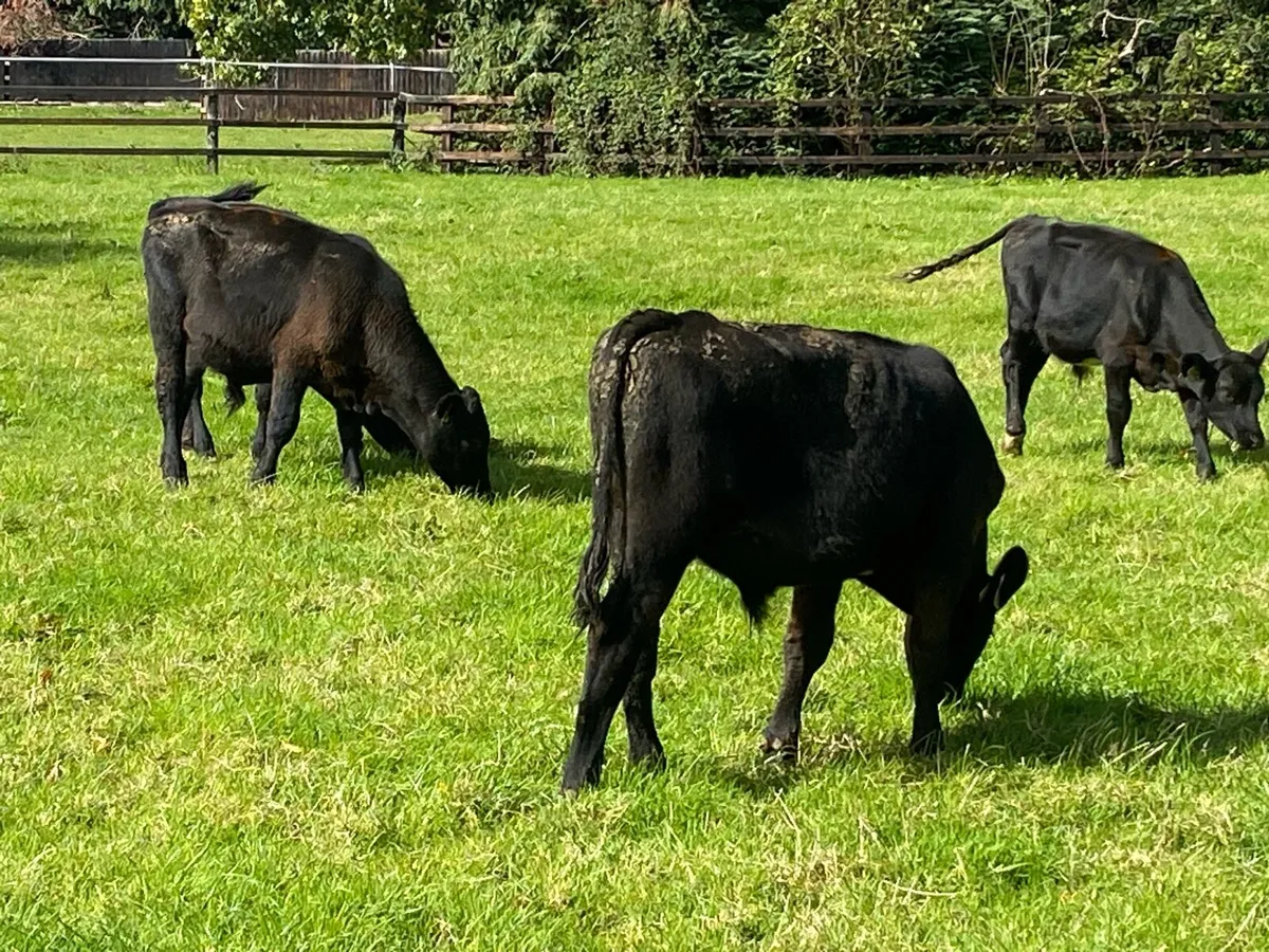 17 AA /Whitehead Bullocks  @ Lissava - Image 2