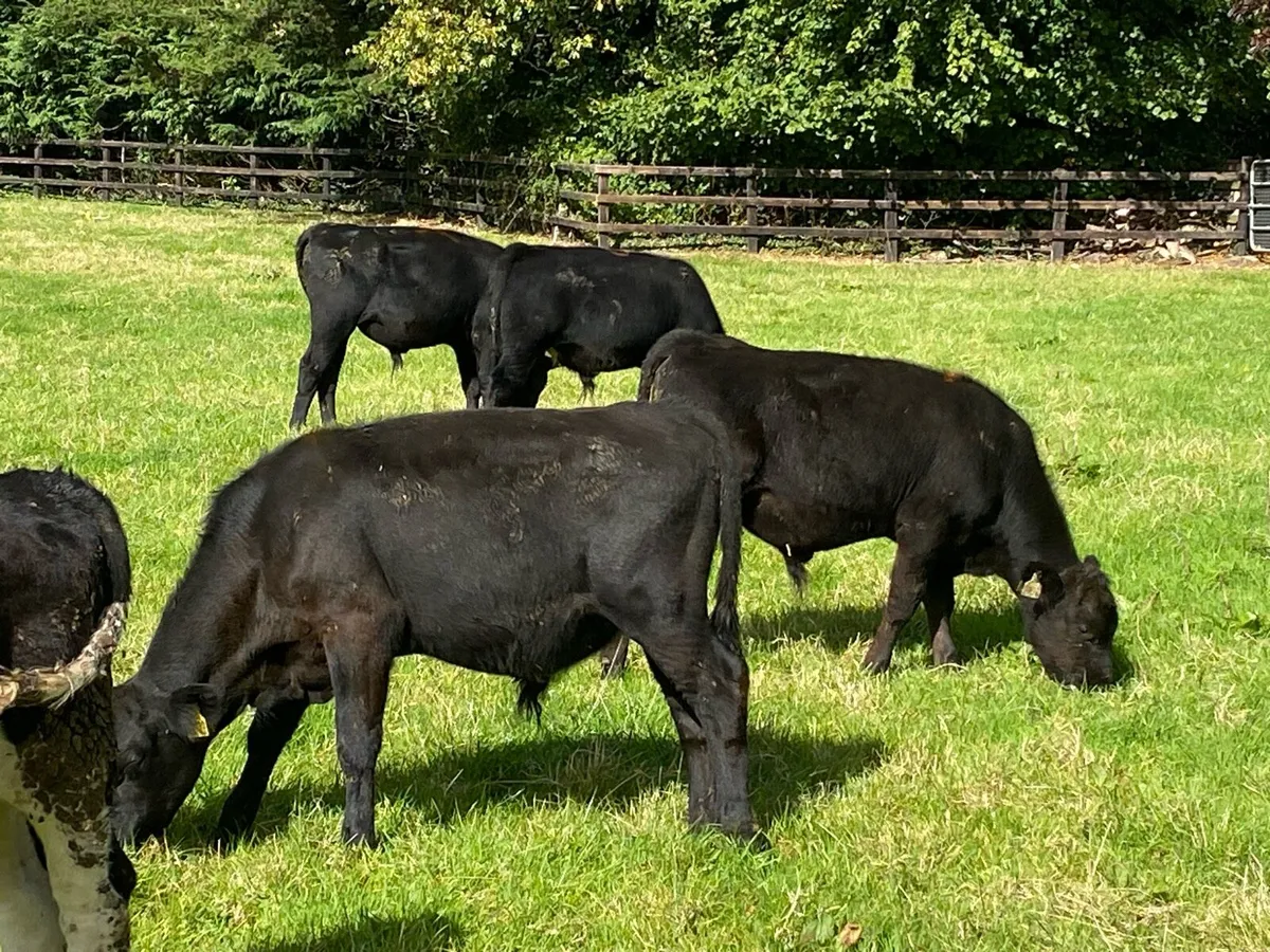 17 AA /Whitehead Bullocks  @ Lissava - Image 3