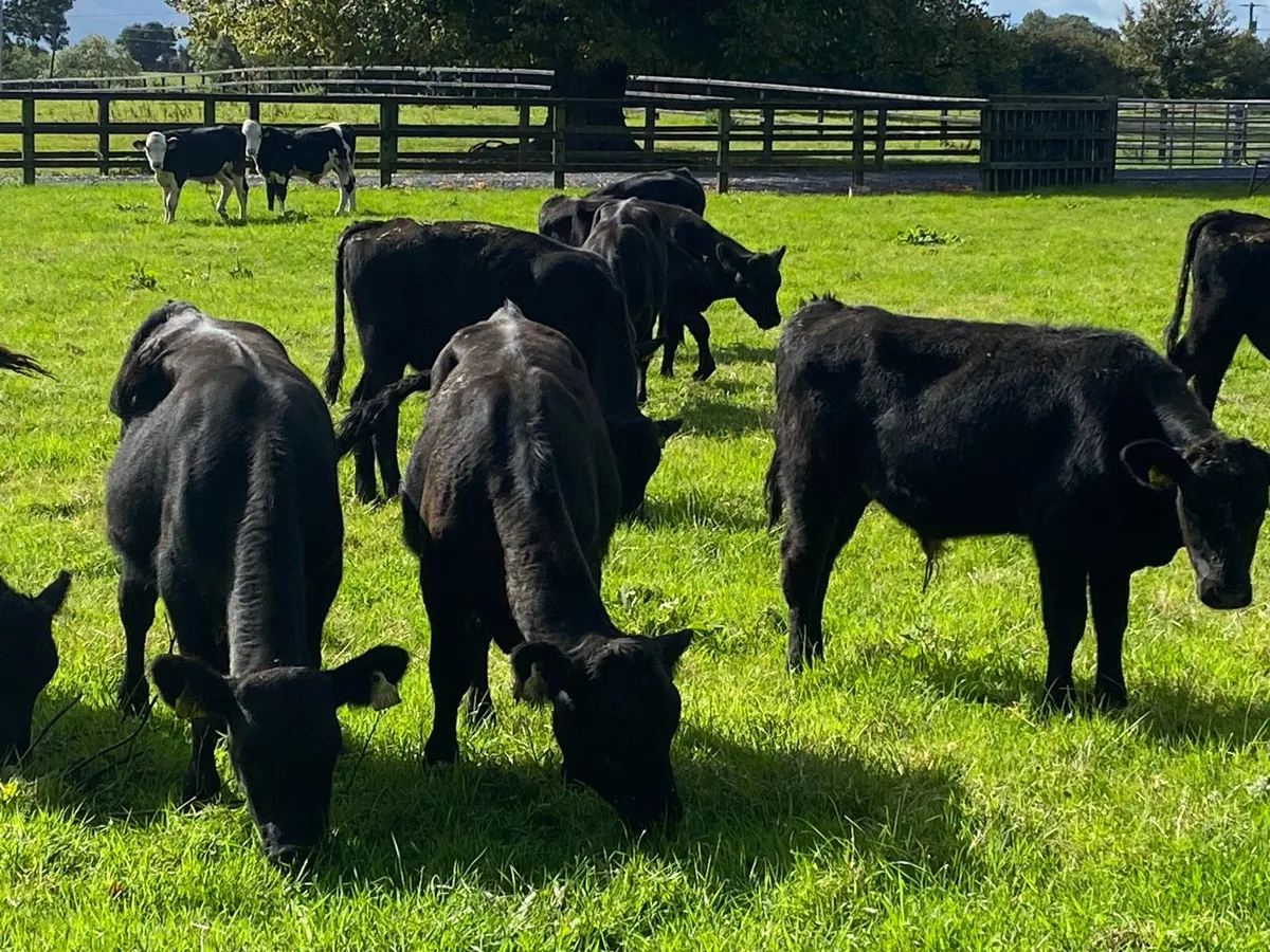 17 AA /Whitehead Bullocks  @ Lissava - Image 4
