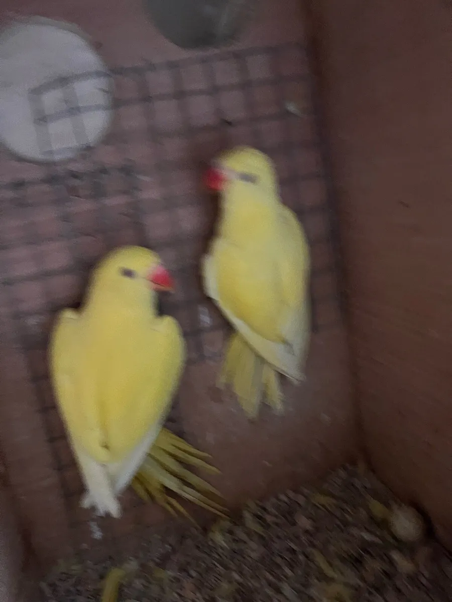Ringneck mutation 2025 and proven pair blue - Image 1