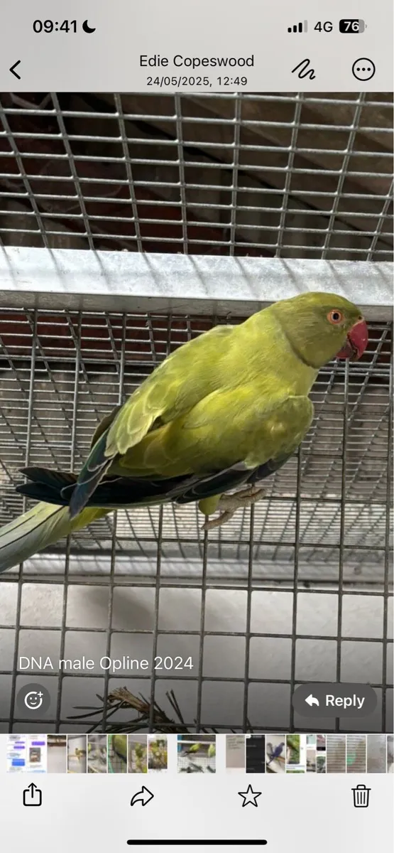 Ringneck mutation 2025 and proven pair blue - Image 2